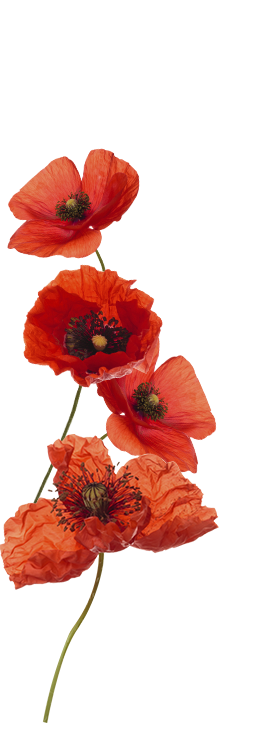 Coquelicots