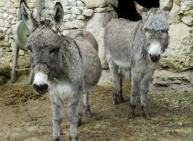 AZAY LE RIDEAU LA VALLEE TROGLODYTIQUE DES GOUPILLERES